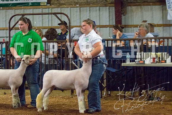MAYES_COUNTY_FAIR_SHEEP-2857