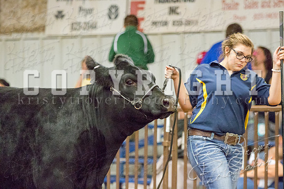 MAYES_COUNTY_FAIR_heifer-4209