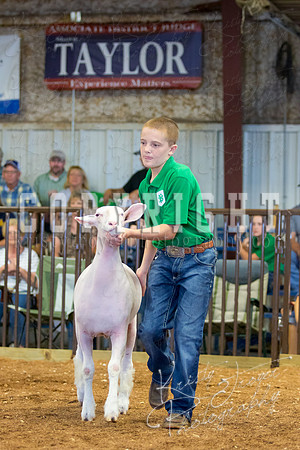 MAYES_COUNTY_FAIR_SHEEP-2887