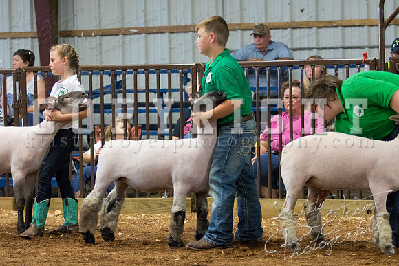 MAYES_COUNTY_FAIR_SHEEP-2867