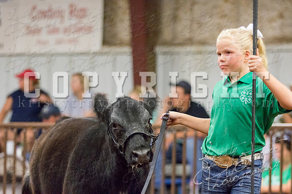 MAYES_COUNTY_FAIR_heifer-4269