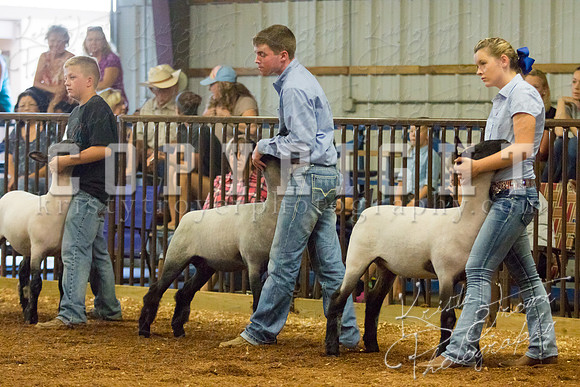 MAYES_COUNTY_FAIR_SHEEP-2862