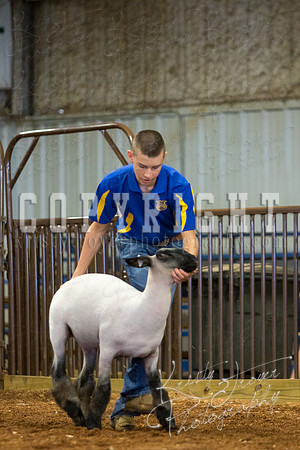 MAYES_COUNTY_FAIR_SHEEP-2942