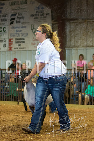MAYES_COUNTY_FAIR_SHEEP-3103