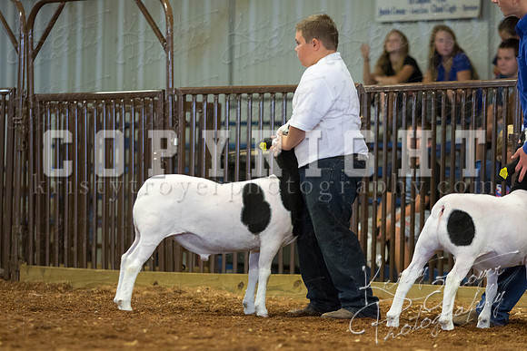 MAYES_COUNTY_FAIR_SHEEP-2903