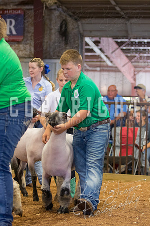 MAYES_COUNTY_FAIR_SHEEP-2851