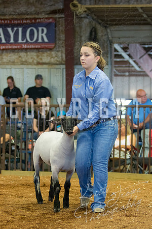 MAYES_COUNTY_FAIR_SHEEP-2856