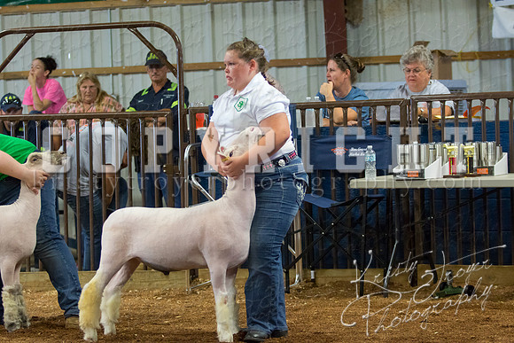 MAYES_COUNTY_FAIR_SHEEP-2865
